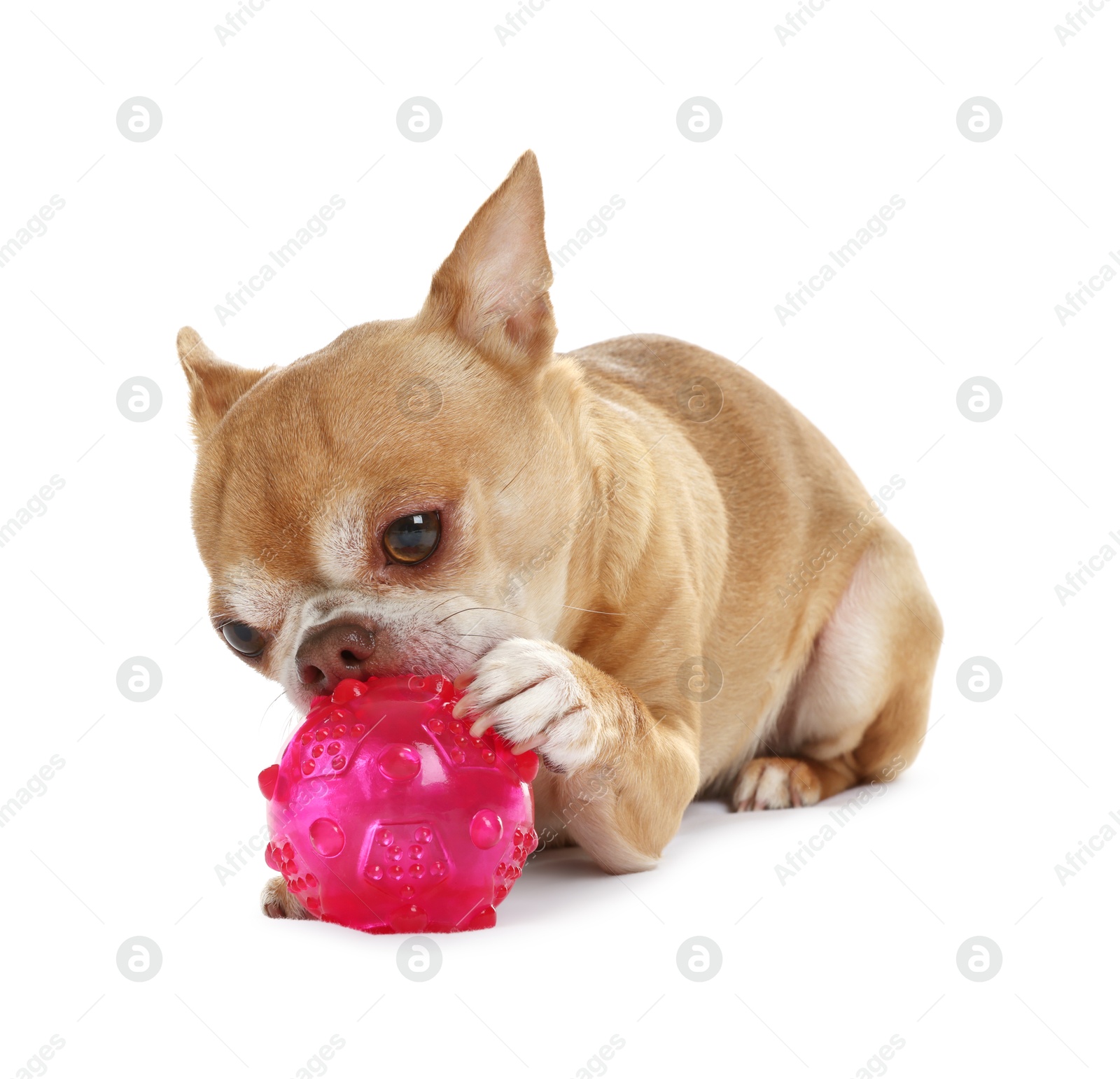 Photo of Cute chihuahua dog chewing toy on white background