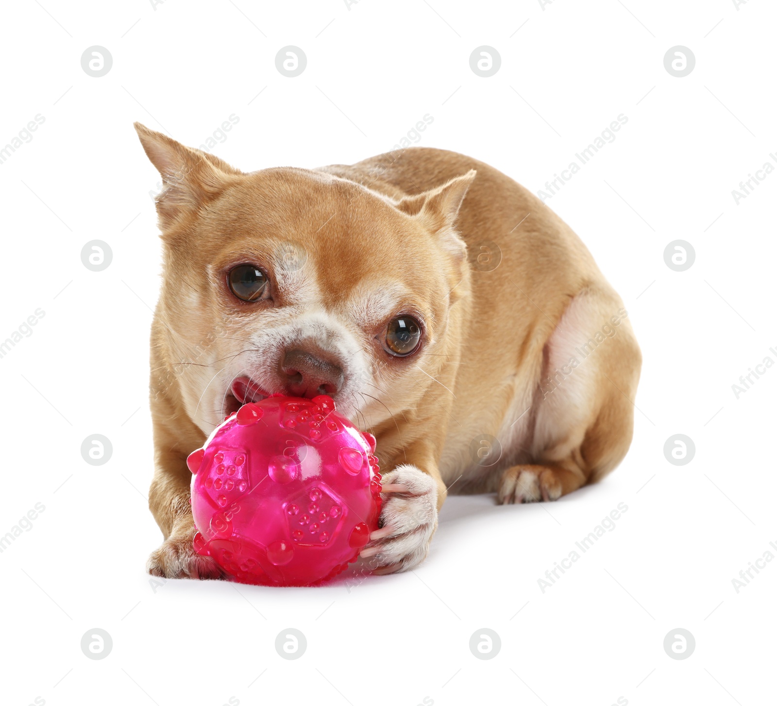 Photo of Cute chihuahua dog chewing toy on white background