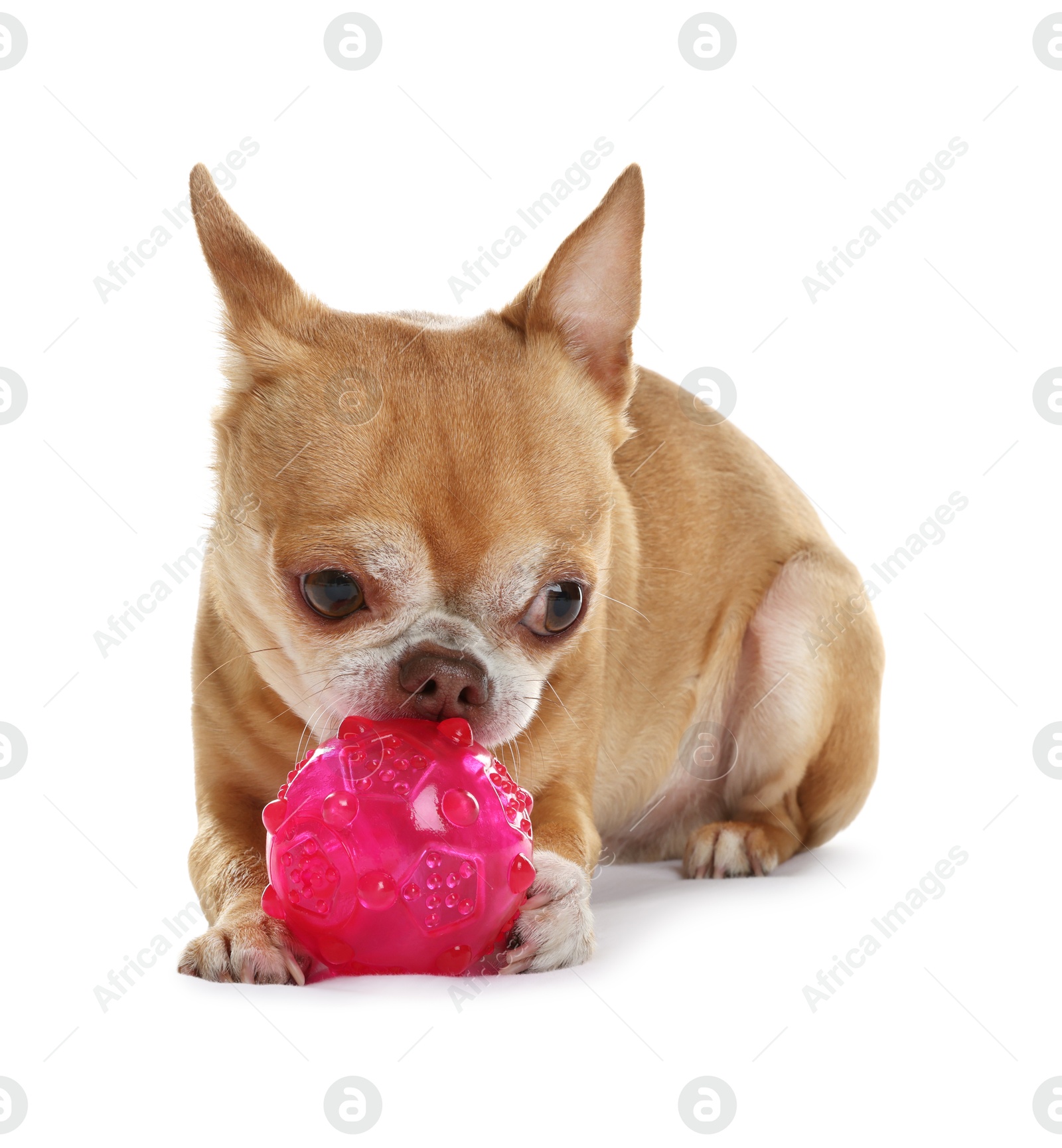 Photo of Cute chihuahua dog chewing toy on white background