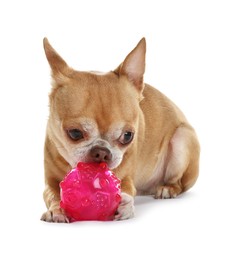 Cute chihuahua dog chewing toy on white background