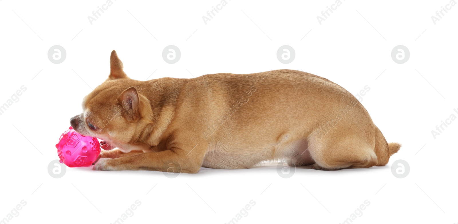 Photo of Cute chihuahua dog chewing toy on white background