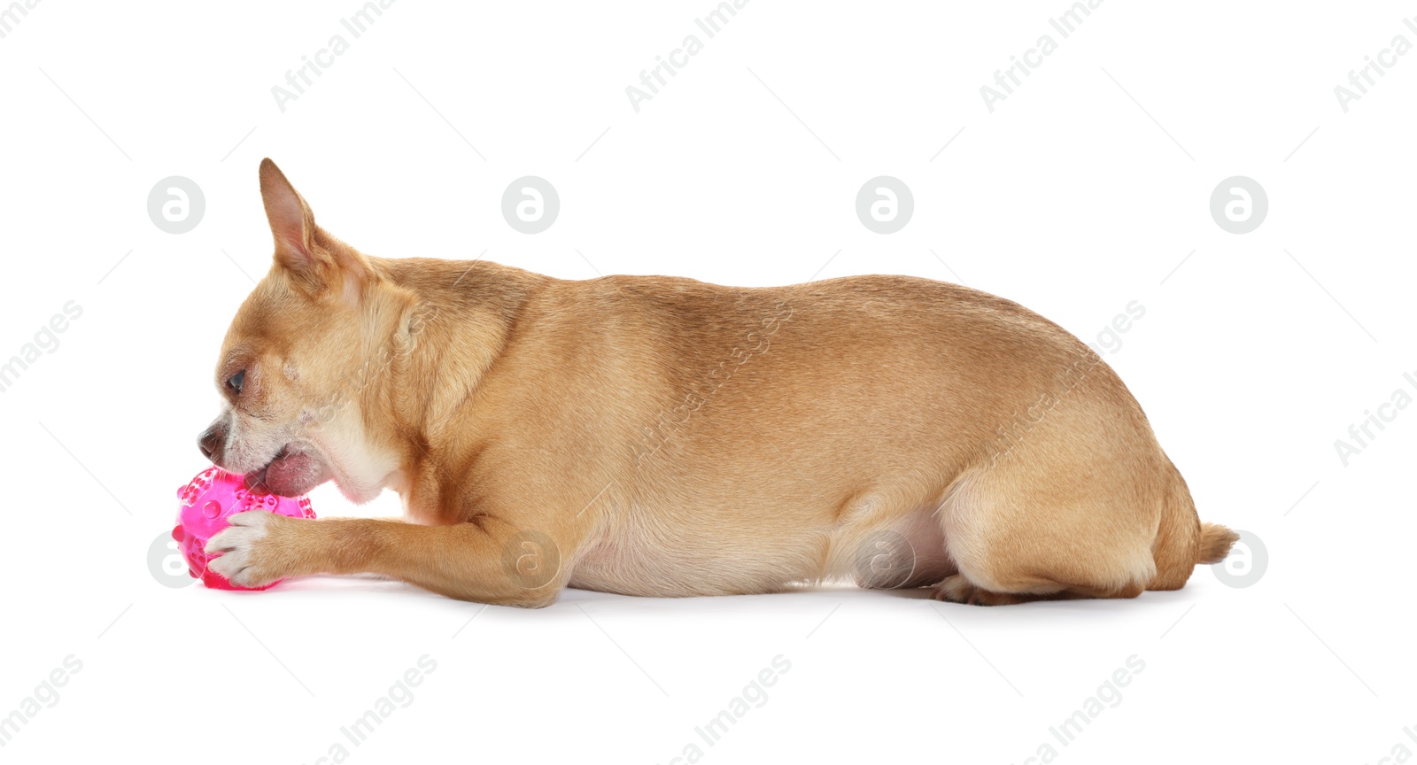 Photo of Cute chihuahua dog chewing toy on white background