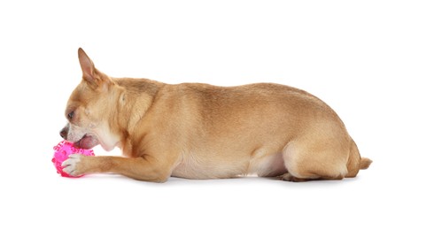 Photo of Cute chihuahua dog chewing toy on white background