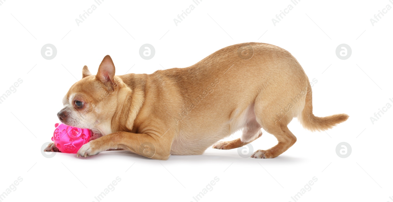 Photo of Cute chihuahua dog chewing toy on white background