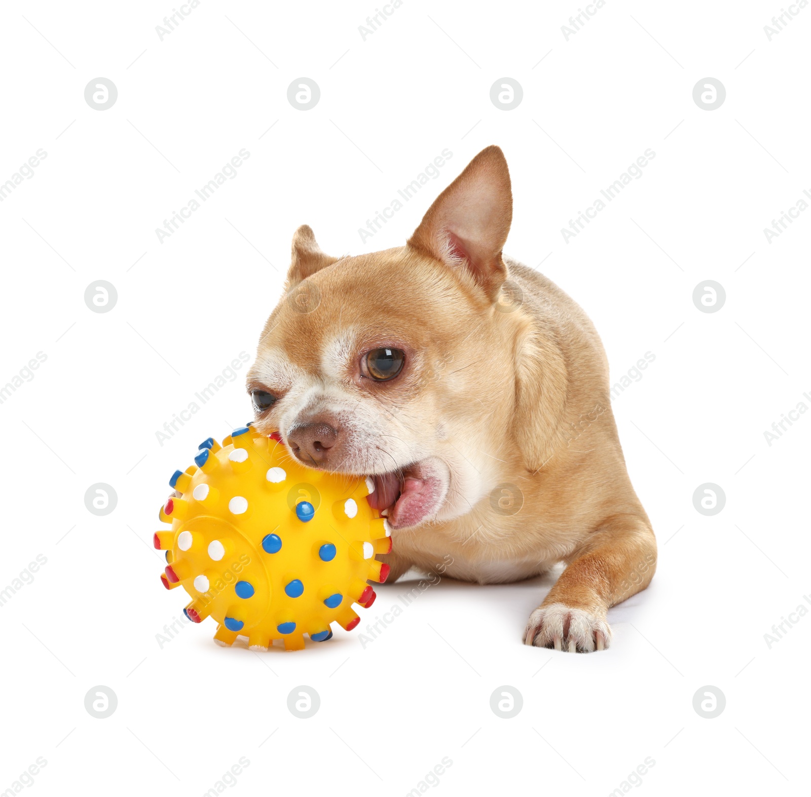 Photo of Cute chihuahua dog chewing toy on white background