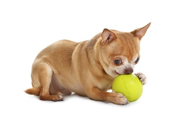 Cute chihuahua dog chewing toy on white background