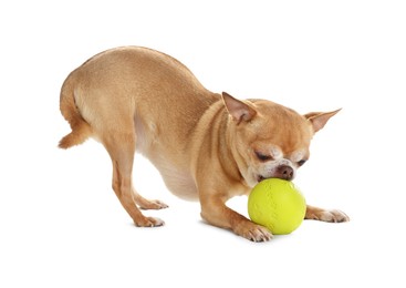 Photo of Cute chihuahua dog chewing toy on white background