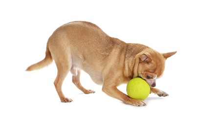 Photo of Cute chihuahua dog chewing toy on white background