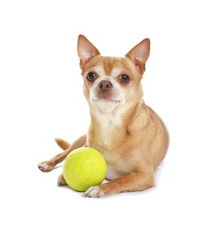 Cute chihuahua dog with toy on white background