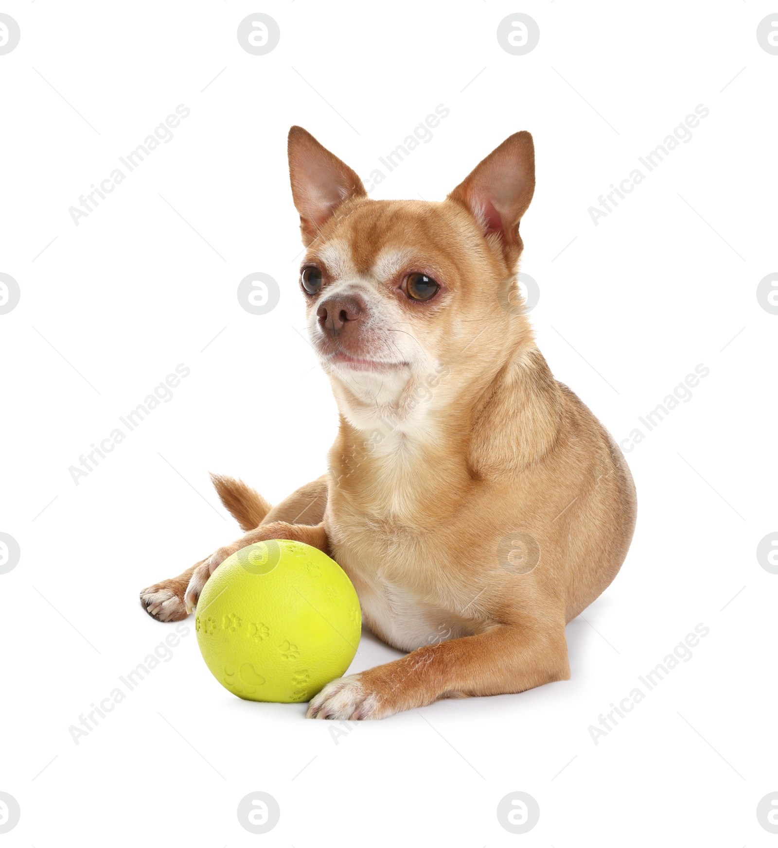 Photo of Cute chihuahua dog with toy on white background