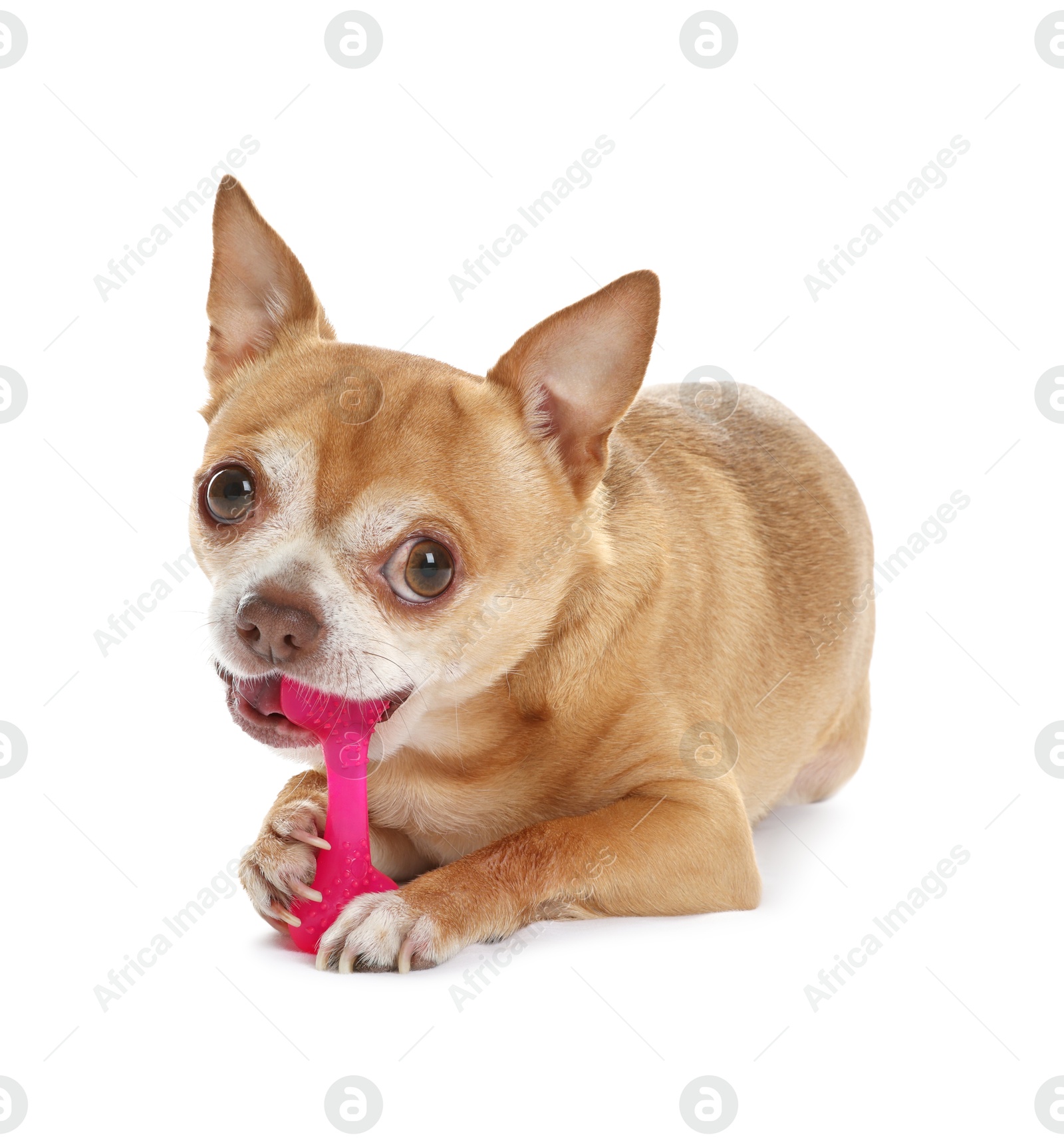 Photo of Cute chihuahua dog chewing toy on white background