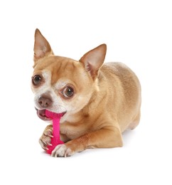 Photo of Cute chihuahua dog chewing toy on white background