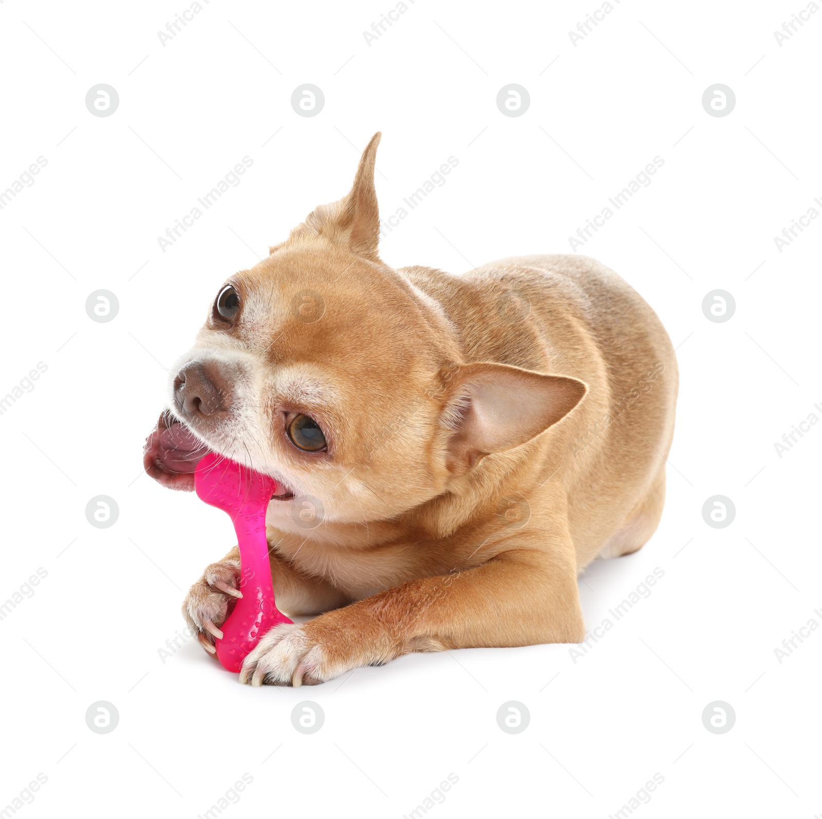 Photo of Cute chihuahua dog chewing toy on white background