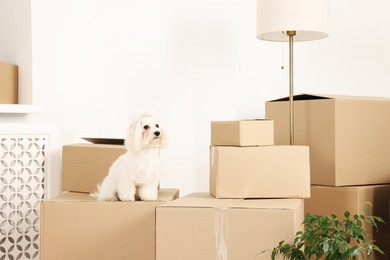 Photo of Moving day. Cute dog and many cardboard boxes indoors