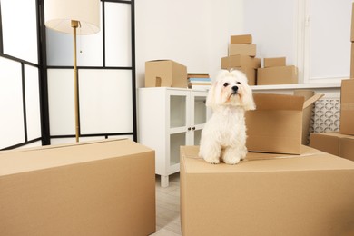 Photo of Moving day. Cute dog and many cardboard boxes indoors