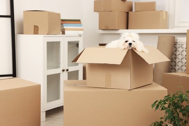 Photo of Moving day. Cute dog and many cardboard boxes indoors