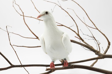 Photo of Beautiful dove with branch on white background