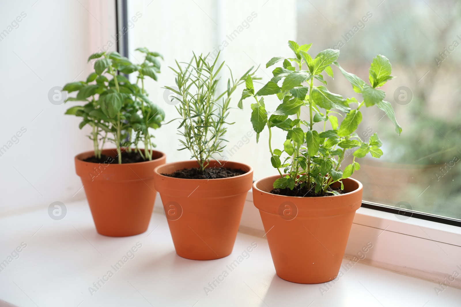 Different aromatic herbs in pots on window sill Photo of Different aromatic herbs in pots on window sill