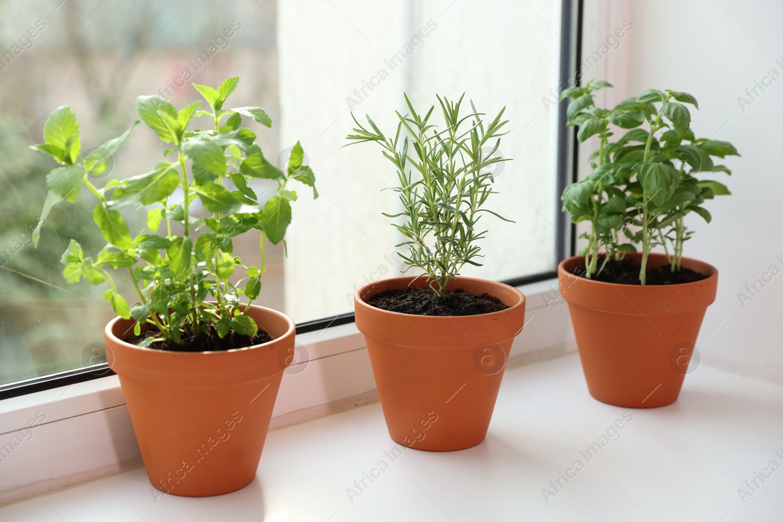 Different aromatic herbs in pots on window sill Photo of Different aromatic herbs in pots on window sill