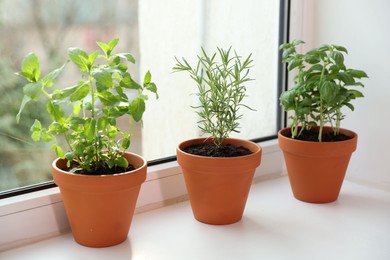 Photo of Different aromatic herbs in pots on window sill