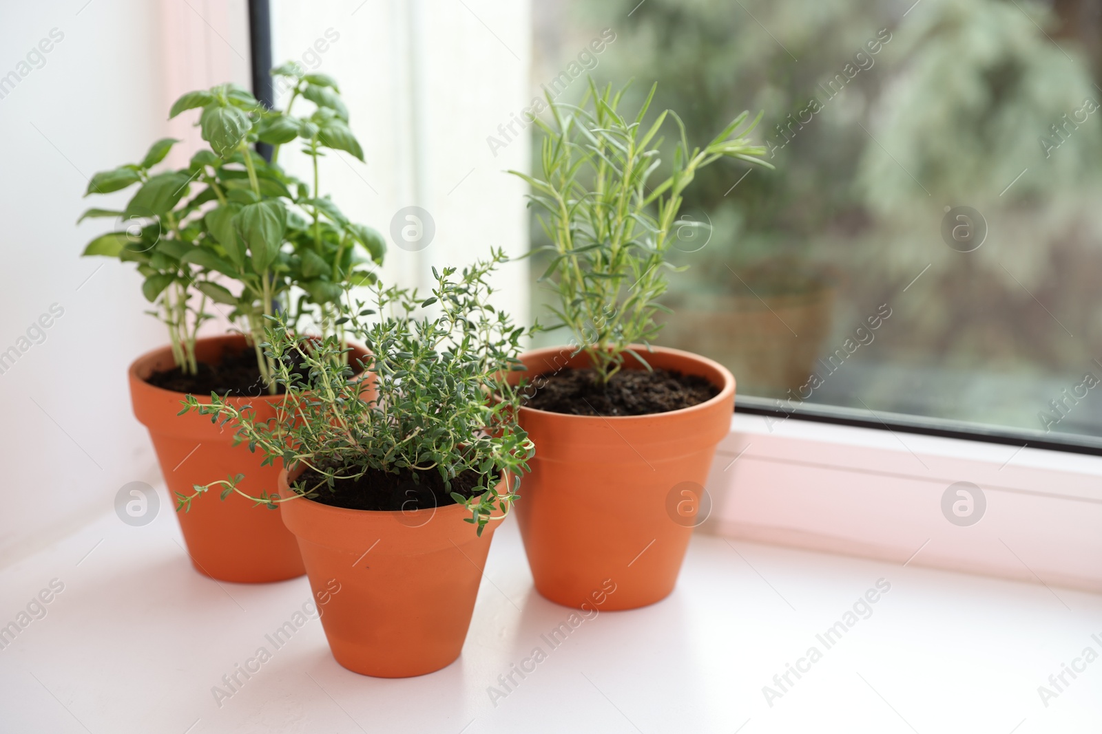 Different aromatic herbs in pots on window sill Photo of Different aromatic herbs in pots on window sill