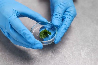 Photo of Biochemistry. Scientist working with plant at grey table, closeup