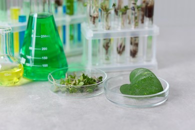 Photo of Biochemistry. Glassware with different liquids and plants on light grey table in laboratory, closeup