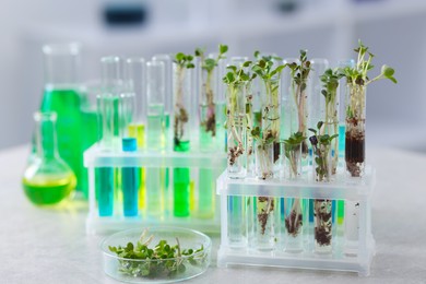 Photo of Biochemistry. Glassware with different liquids and plants on light grey table in laboratory, closeup