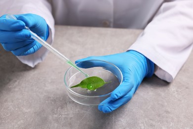 Photo of Biochemistry. Scientist working with plant at grey table, closeup