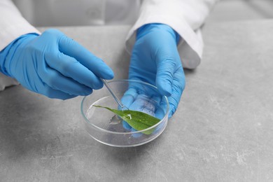 Photo of Biochemistry. Scientist working with plant at grey table, closeup