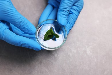 Photo of Biochemistry. Scientist working with plant at grey table, closeup