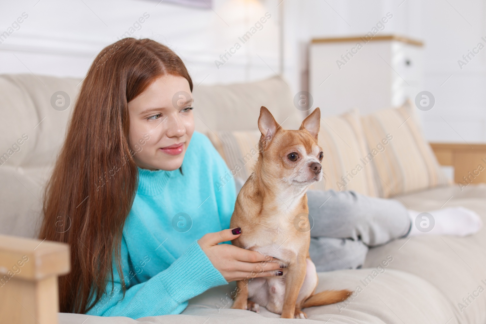 Photo of Teenage girl with her cute Chihuahua dog on sofa at home