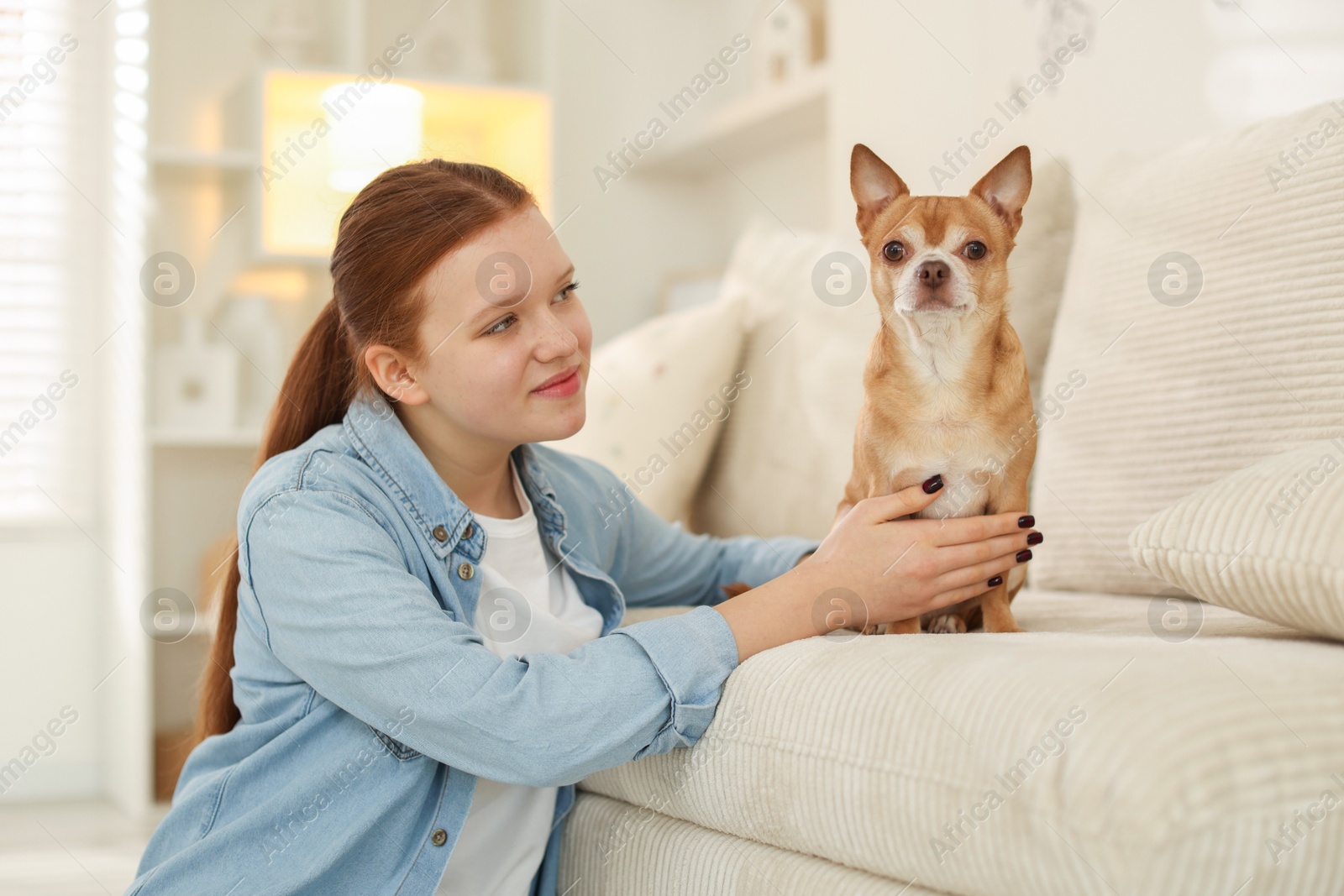 Photo of Teenage girl with her cute Chihuahua dog on sofa at home