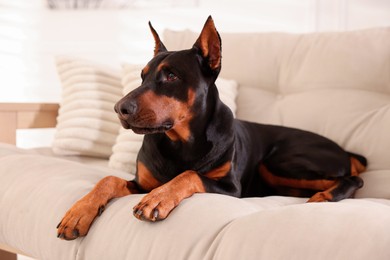 Photo of Adorable Doberman resting on sofa at home