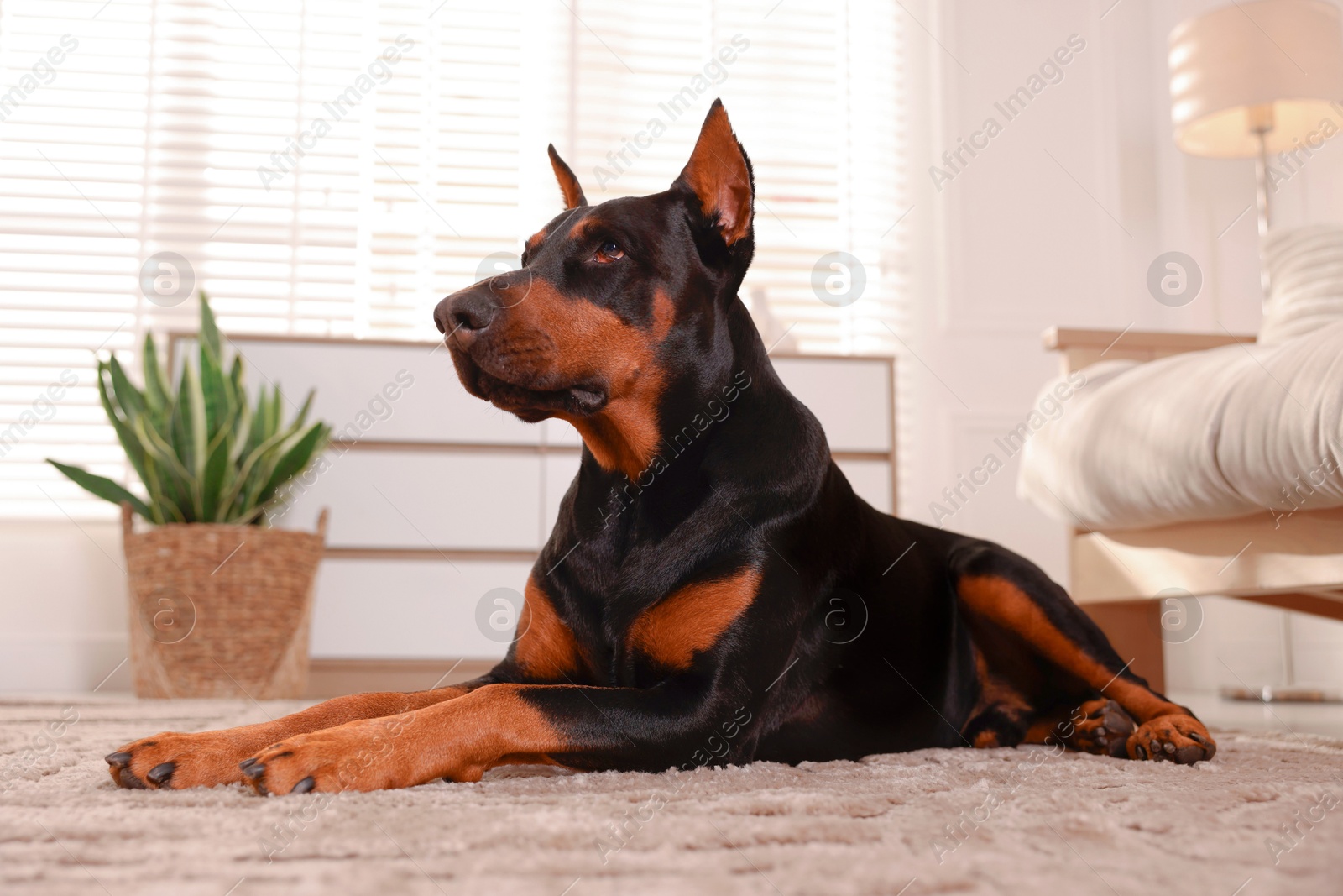 Adorable Doberman on floor at home, low angle view Photo of Adorable Doberman on floor at home, low angle view