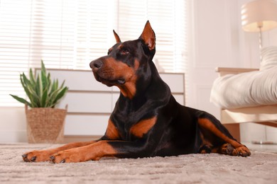 Photo of Adorable Doberman on floor at home, low angle view