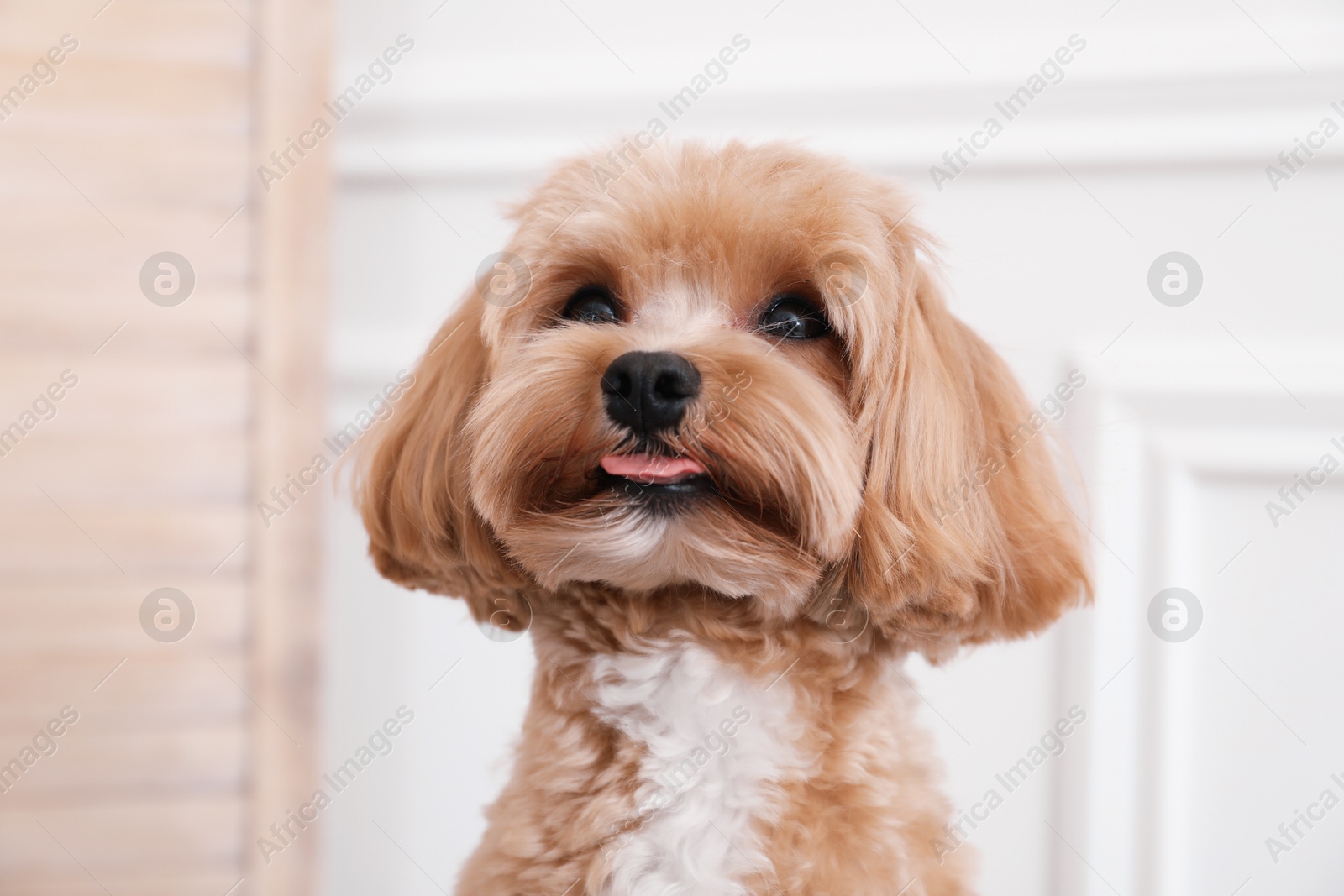 Cute Maltipoo dog at home. Lovely pet Photo of Cute Maltipoo dog at home. Lovely pet
