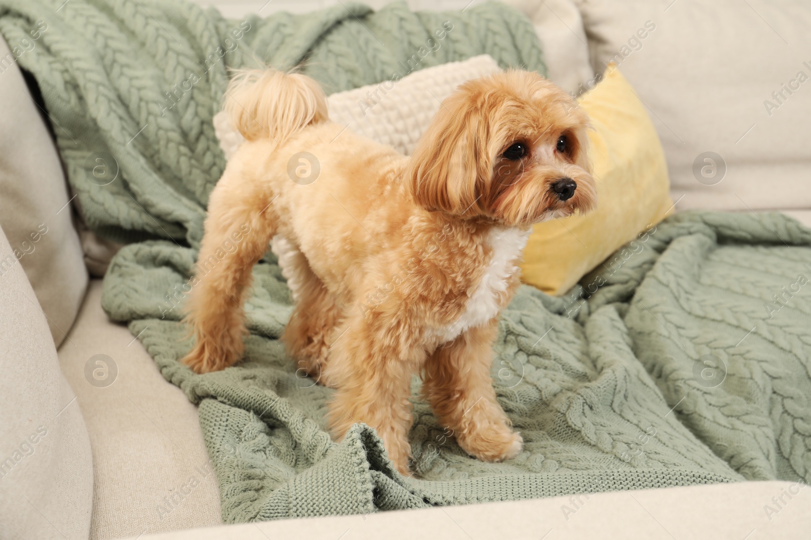 Cute Maltipoo dog on sofa at home Photo of Cute Maltipoo dog on sofa at home