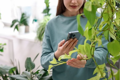 Photo of Woman using houseplant recognition application on smartphone indoors, closeup