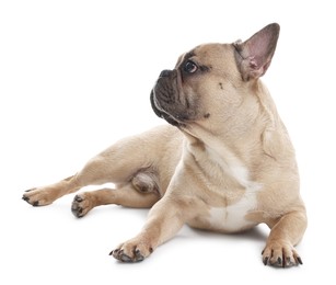 Photo of Adorable French bulldog dog lying on white background