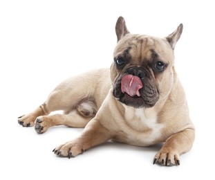 Photo of Adorable French bulldog dog lying on white background