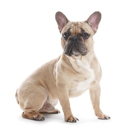 Photo of Adorable French bulldog dog sitting on white background