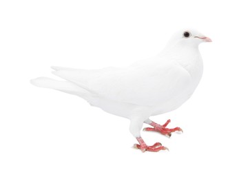 Image of One dove isolated on white. Graceful bird