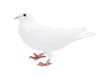 Image of One dove isolated on white. Graceful bird