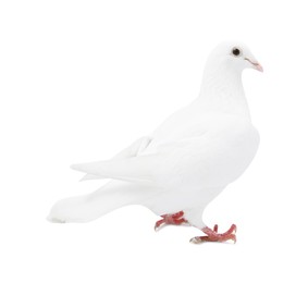 Image of One dove isolated on white. Graceful bird