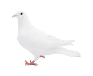 Image of One dove isolated on white. Graceful bird