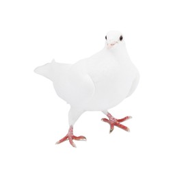 Image of One dove isolated on white. Graceful bird