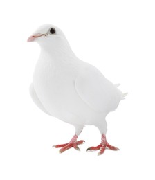 Image of One dove isolated on white. Graceful bird