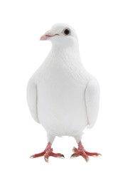 Image of One dove isolated on white. Graceful bird