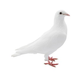 Image of One dove isolated on white. Graceful bird